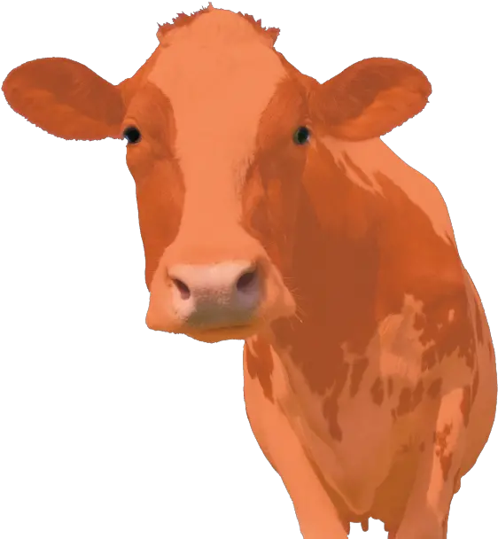 Careers Fusion Forward Cow Png Cow Head Icon