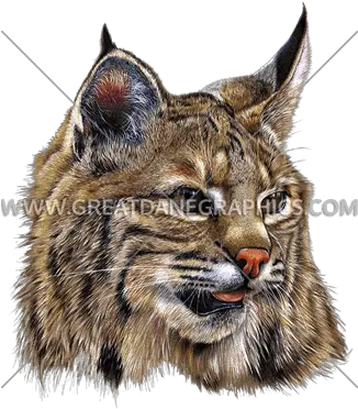 Download Bobcat Bobcat Png Bobcat Png