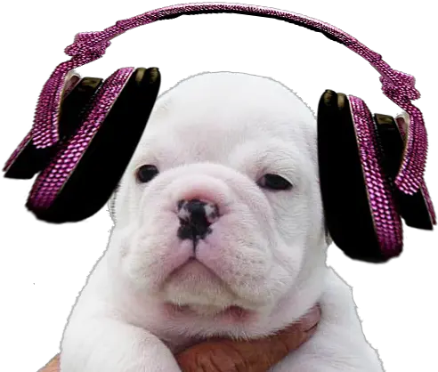 Download Thursday 19 May My Music Icon Full Size Png Bulldog Bulldog Icon