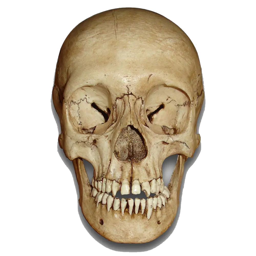 Skull Png Images