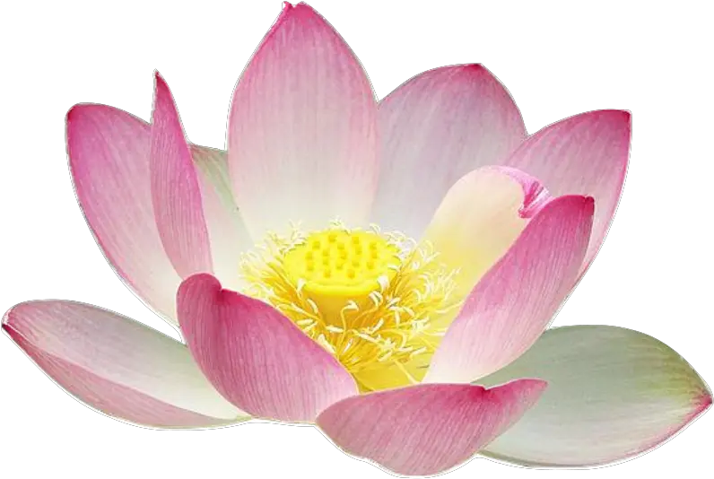 Library Of Pin Lotus Image Freeuse Download Png Files Flower Thai Art Lotus Lotus Png