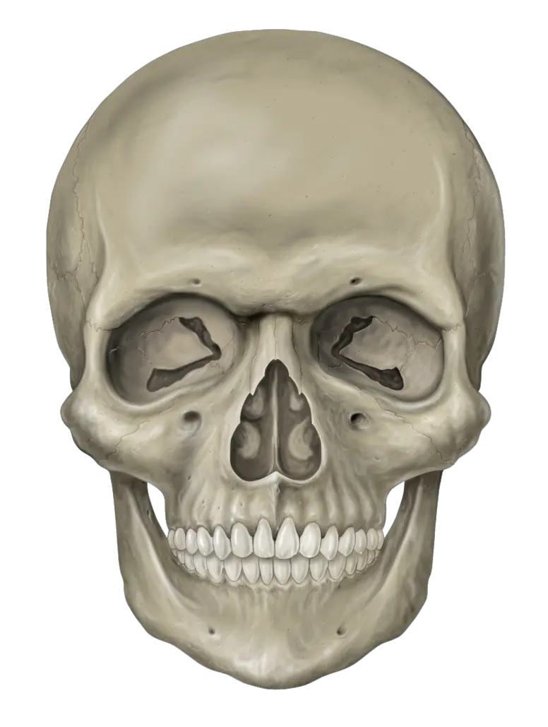 Skull Png Hd