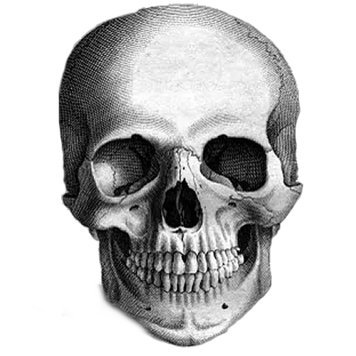 Skull Png Clipart