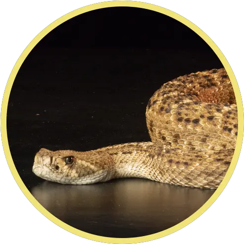 Anavip Home Crotalidae Immune Fabu0027u2082 Equine Serpent Png Rattlesnake Icon