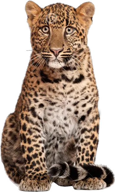 Panther Leopard Jaguar Leopardcheetah Free Png Image Cheetah Head Transparent Background Leopard Png