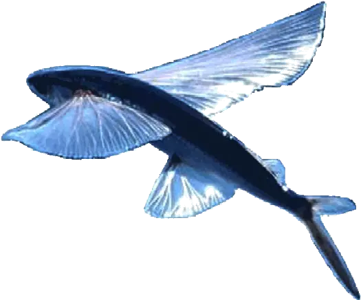 Flying Fish Flying Fish White Background Png Flying Fish Logo