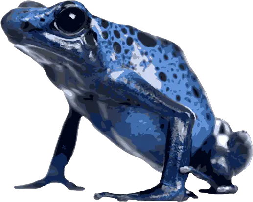 Poison Dart Frog Png Image Mart Blue Poison Dart Frog Png Dart Png