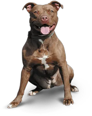 Pitbull Happy Transparent Png Pit Bull