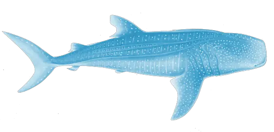 Whale Shark Scientific Illustration Whale Shark White Background Png Whale Shark Png