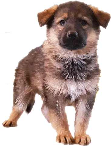 German Shepherd Puppies Midwest German Shepherds Northern Breed Group Png German Shepherd Transparent