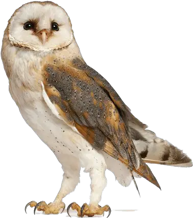 Barn Owl Png Free Download Transparent Barn Owl Png Barn Owl Png