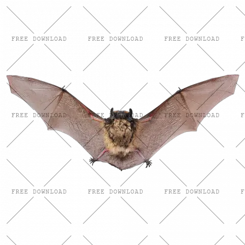 Png Image With Transparent Background Bat