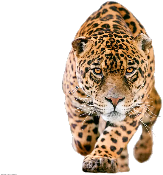 Download Hd Cheetah Png Jaguar Png Transparent Png Image Jaguar Png Cheetah Png