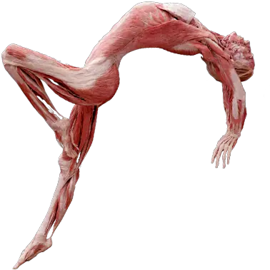 Human Body Collection Png Free Human Body Body Worlds Human Body Png