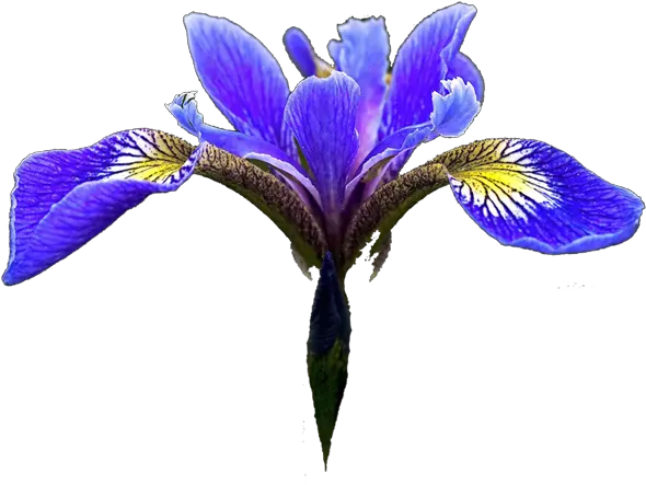 Blue Iris Flower Png Image With No Blue Iris Flower Clipart Iris Flower Png