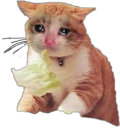 Png Cat Cats Sadcat Sadcatface Sad Neko Transparent Sad Cat Png Sad Cat Png