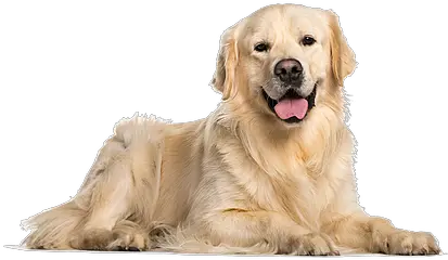 Vancouver Contact Us In Washington Dog Pictures Of Domestic Animals Png Golden Retriever Png