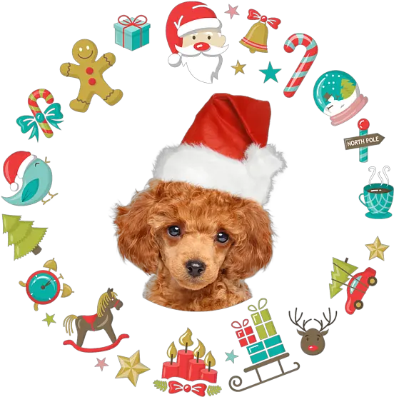 Toy Poodle Christmas Ornaments Cute Santa Hat Coffee Mug For Png Icon