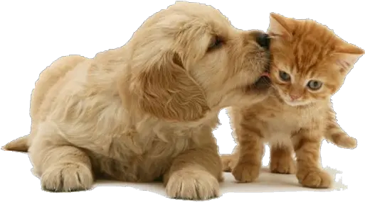 Saiba Mitos E Verdades Sobre A Castração De Cães Gatos Golden Retriever Puppy And Kitten Png Cachorro Png