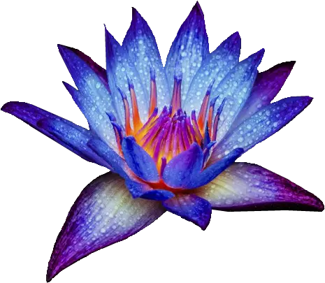 Tumblr Static Png Water Lily