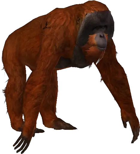 Sumatran Orangutan Old World Monkeys Png Zoo Tycoon 2 Icon