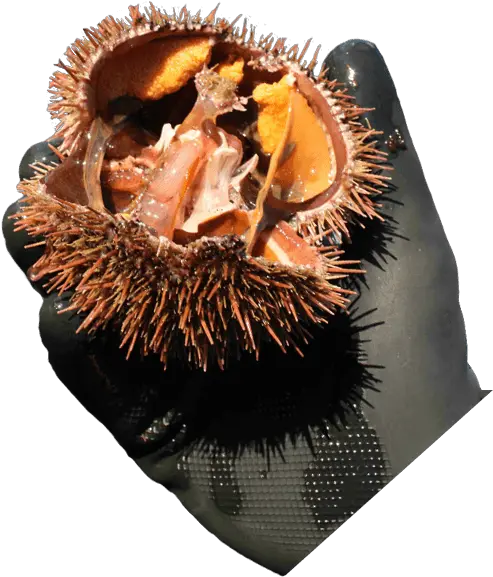 Rbs Seafood Harvesting Sea Cucumbers Green Urchins Soft Png Sea Urchin Png