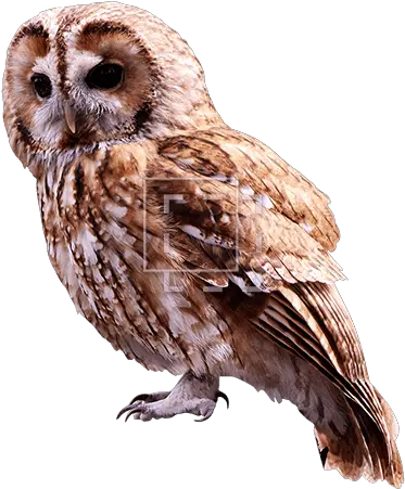 Small Brown Owl Immediate Entourage Tawny Owl No Background Png Small Png