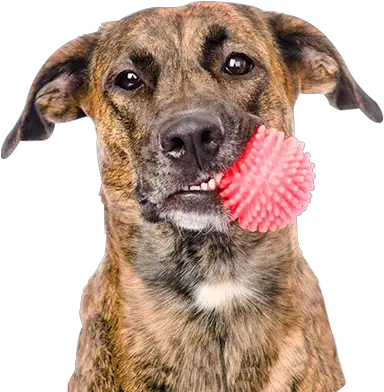 Pet Products Dog With Toy Png Dog Toy Png