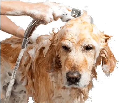 Sservice For Dogspet Grooming Bathing All Breeds Dogs And Bath Pets Png Diamond Dogs Icon