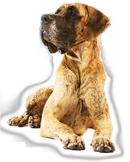 Great Dane Royal Canin Png Great Dane Png