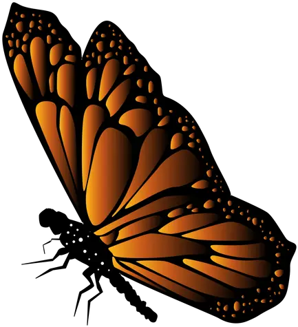 Transparent Png Svg Vector Vector Mariposa Svg Butterfly Vector Png