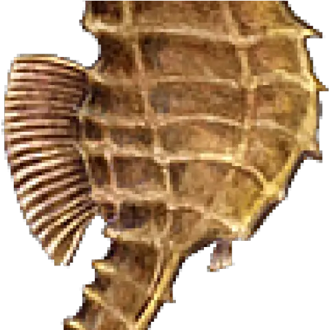 Seahorse Png Transparent Images Transparent Sea Horse Png Seahorse Png Seahorse Png