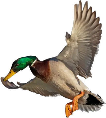 Duck Hunt Png Duck Hunting Png Duck Hunt Png