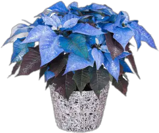 Blue Poinsettia Transparent Png Poinsettia Poinsettia Png