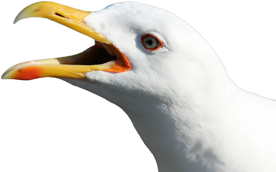 Gull Bird Face Open Mouth No Back Png Transparent Image Seagull Head No Background Mouth Png