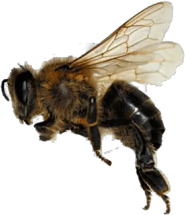 Bees Png And Vectors For Free Download Dlpngcom Flying Honey Bee Png Bees Png