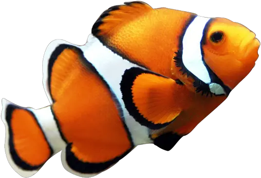 Realistic Clipart Fish Clown Fish Png Tropical Fish Png