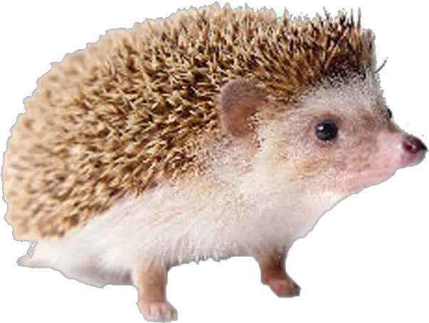 Hedgehog Free Png Image Transparent Hedgehog Png Hedgehog Transparent Background