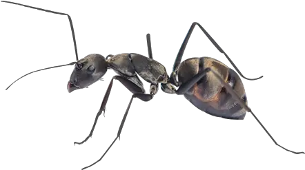 Home Ant Removal U0026 Prevention Jp Pest Services Carpenter Ant Png Ant Transparent