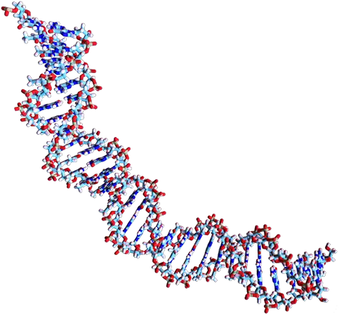 Dna Activity Description Deoxyribonucleic Acid Dot Png Dna Colorful Icon