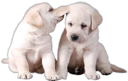 Two Cute White Puppies Png Picture Dog Powerpoint Template Free Blue Cute Puppy Png