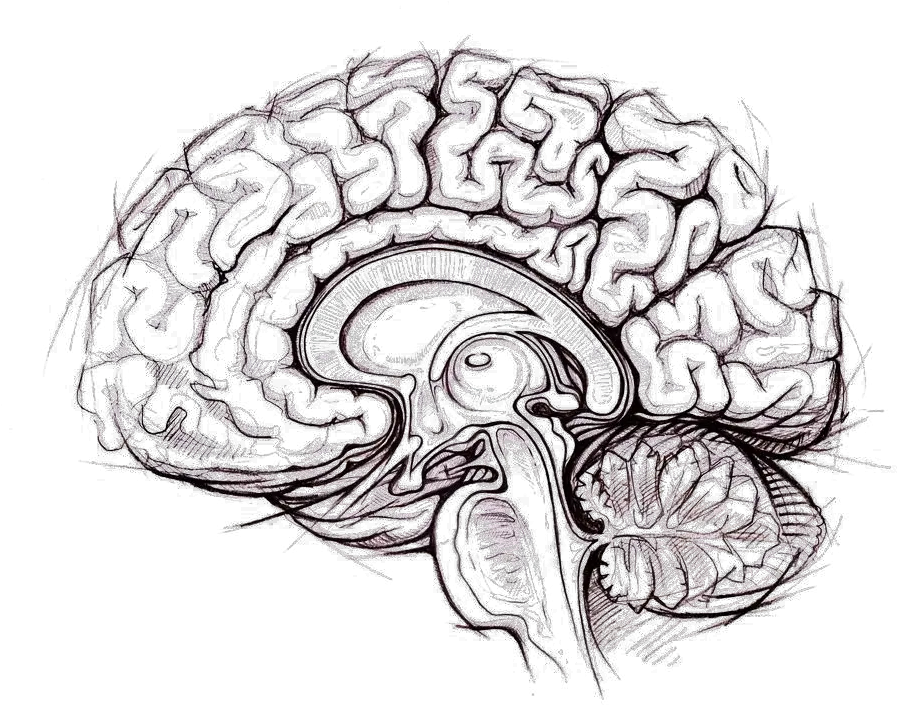 Download Brain Png Photo Anatomy And Physiology Coloring Human Brain Pencil Drawing Brain Png