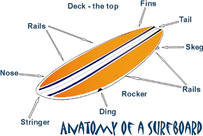 Parts Of A Surfboard Calima Surf Blog Surfboard Diagram Png Surf Board Png