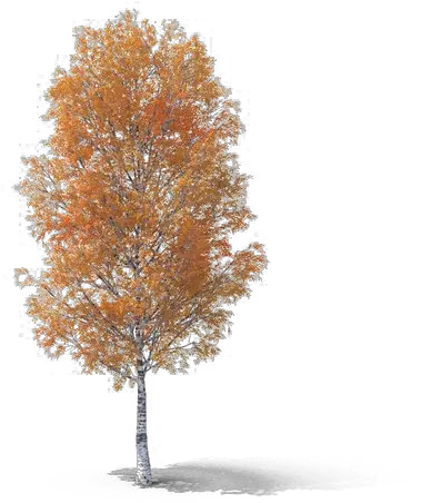 Fall Tree Png Transparent Picture Pond Pine Fall Tree Png