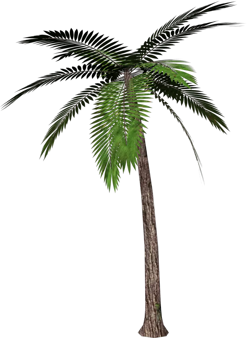 Images Of A Single Palm Tree Free Png