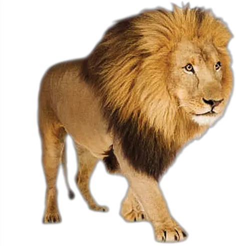 Lion Png Lion White Background Lion Transparent Background