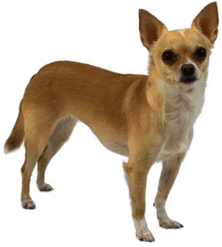 Chihuahua Giant Wolf Stuffed Animal Png Chihuahua Png