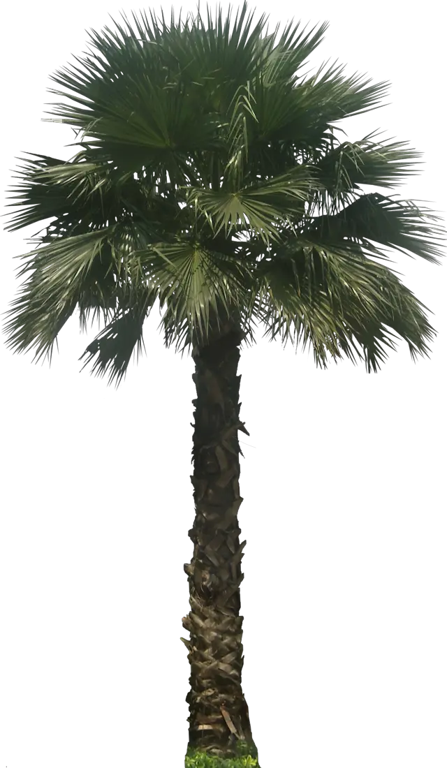 Hawaii Palm Tree Png