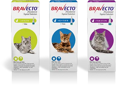 Testimonials Proven Flea U0026 Tick Medicine Bravecto Bravecto Feline Png Cat Icon Set