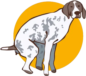 Colitis In Dogs Causes Symptoms U0026 Treatment Pure Pet Food Old Danish Pointer Png Dogs Transparent